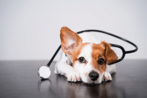 Veterinary Practice Management Software
